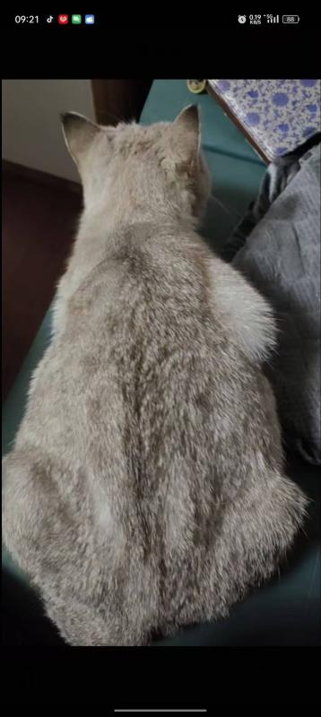 寻猫