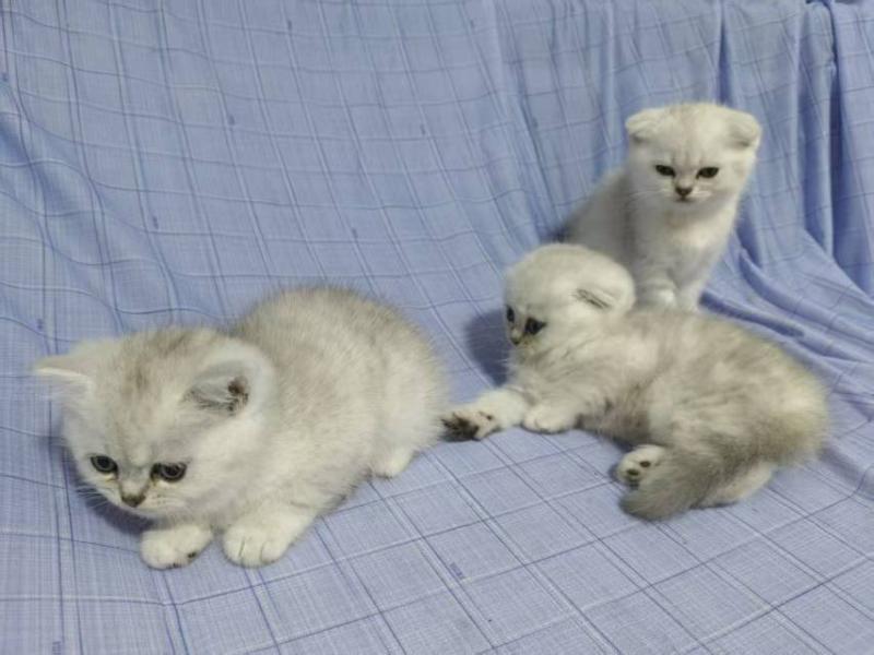 小猫领养