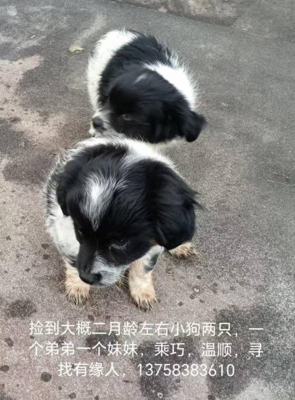 小狗找主人