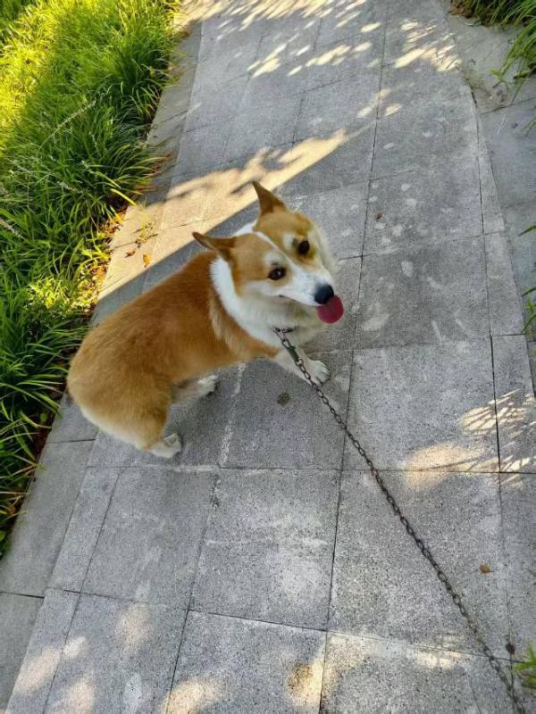 求领养