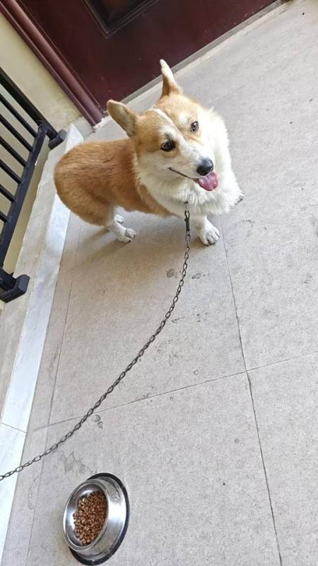 宠物狗领养