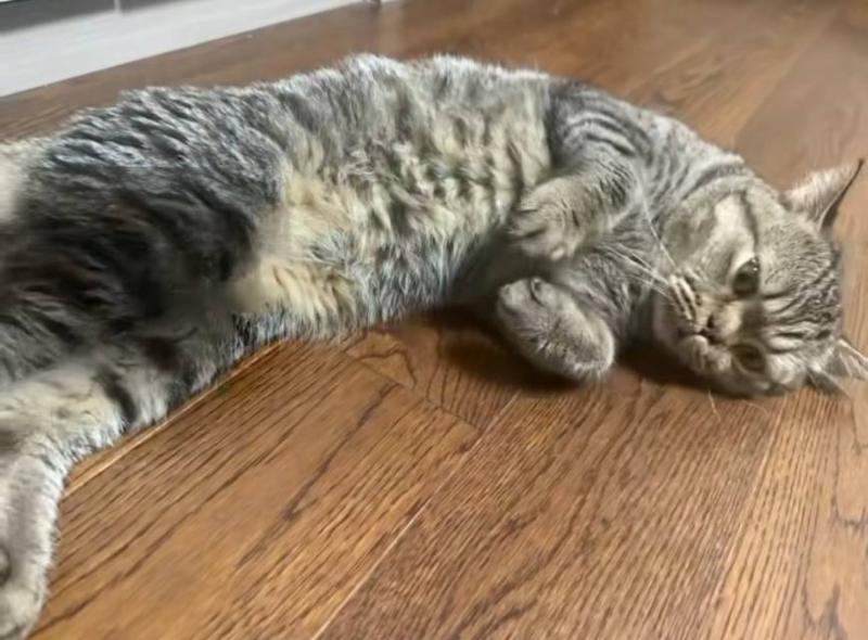 猫咪求领养
